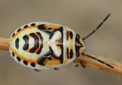 Réf. 185 612 : Eurydema ornata